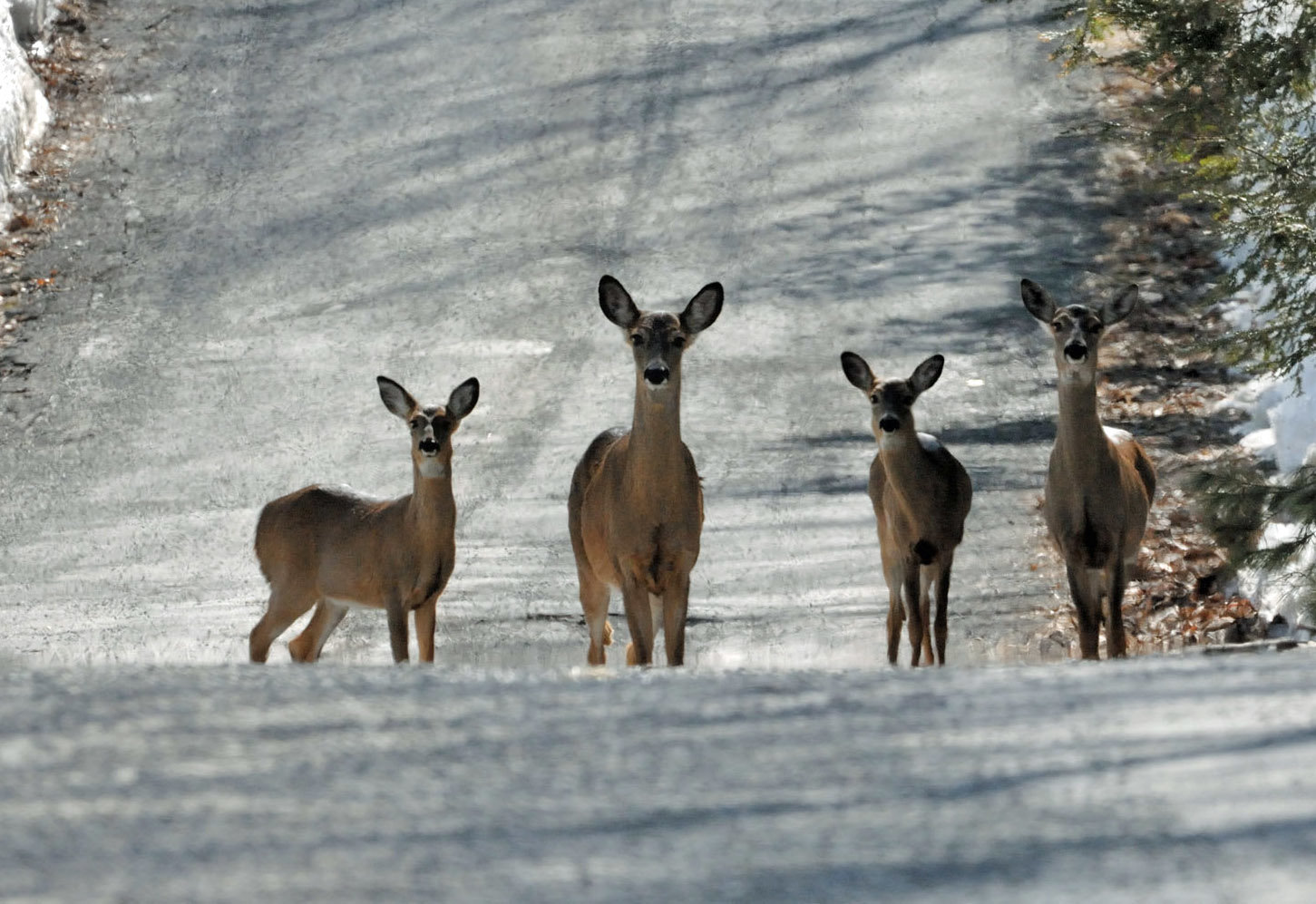 Along roads, deer can be found traveling down the road or foraging for food, especially if there is a lot of snow present. That was the case on this Pike County secondary road. If deer are crossing the road during the rut, they may be involved in the rut, or being pushed by hunters walking in the woods. If either is the case, the deer will be crossing the road on the run.